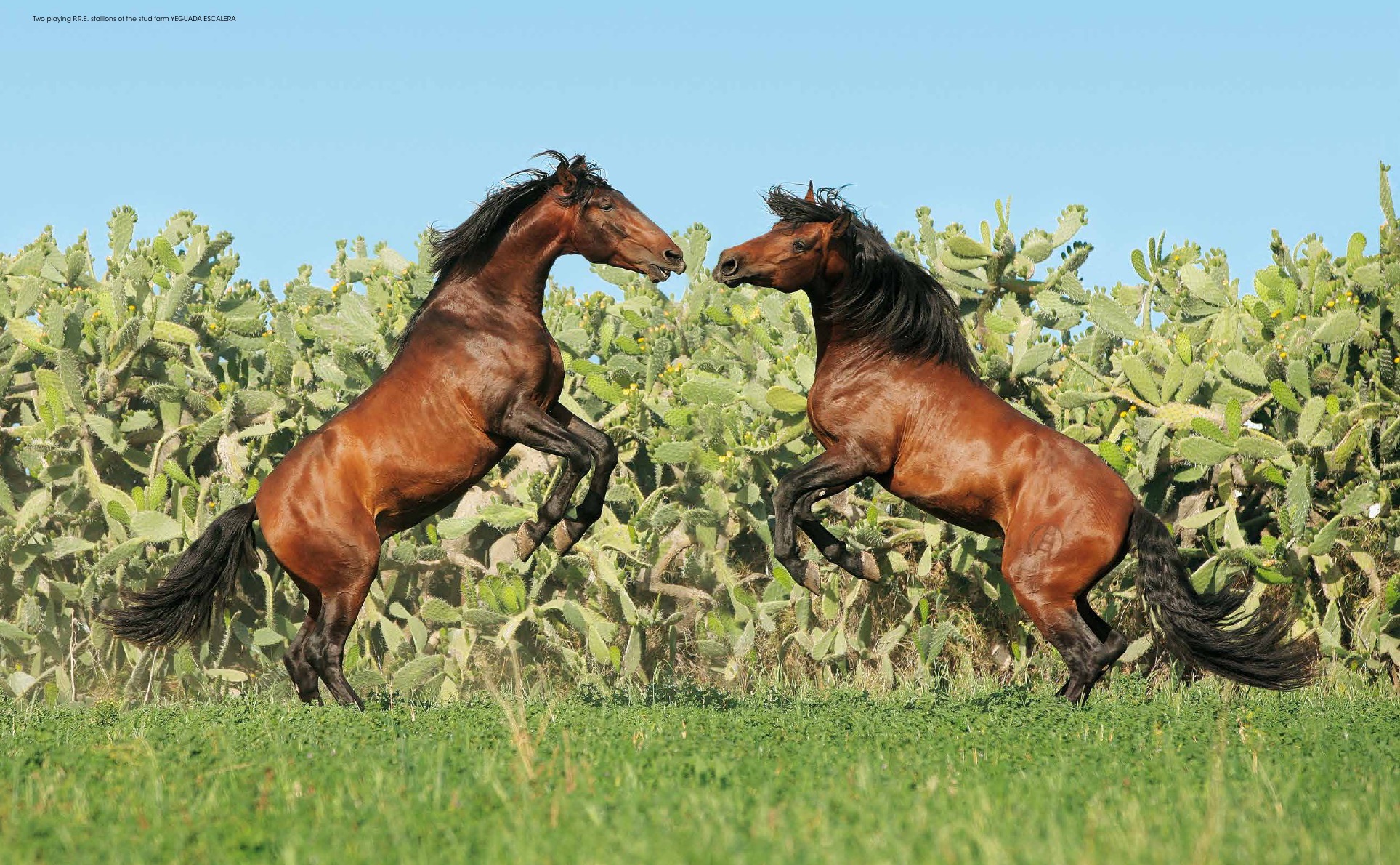 Andalusians & Lusitanos - Iberian Horses Andalusians & Lusitanos - Iberian Horses