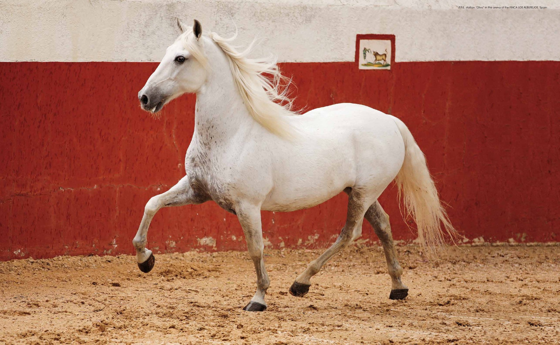 Andalusians & Lusitanos - Iberian Horses